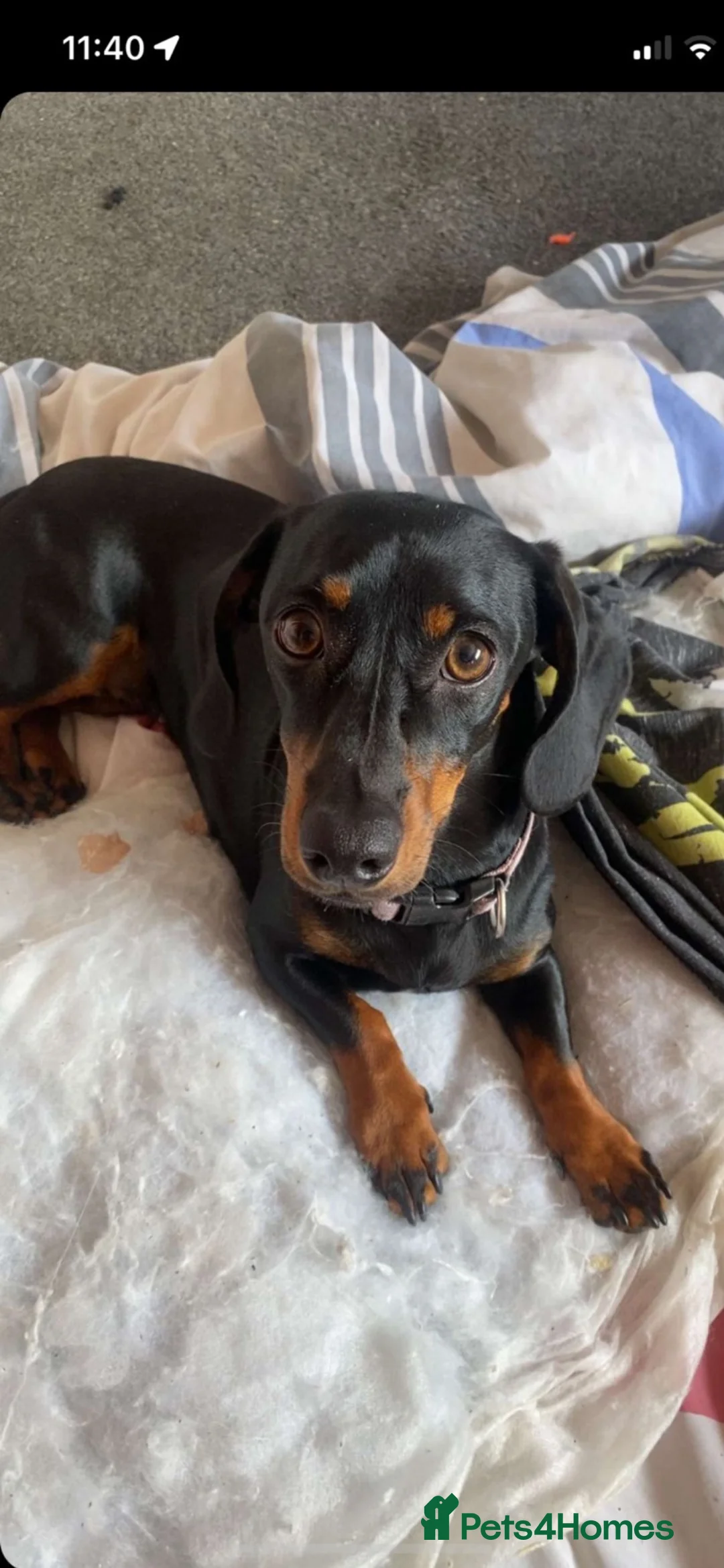 Dachshund dogs for sale: Adult Dachshund female  - Advert 2