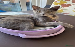 Domestic Shorthair cats for sale: 3 4 month old kittens available for pickup ASAP - Image 8