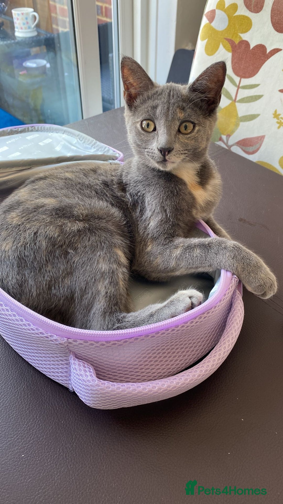 Domestic Shorthair cats for sale: 3 4 month old kittens available for pickup ASAP - Image 8