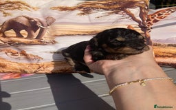 Cavapoo dogs for sale: Female Health tested Phantom Toy cavapoo  - Image 13