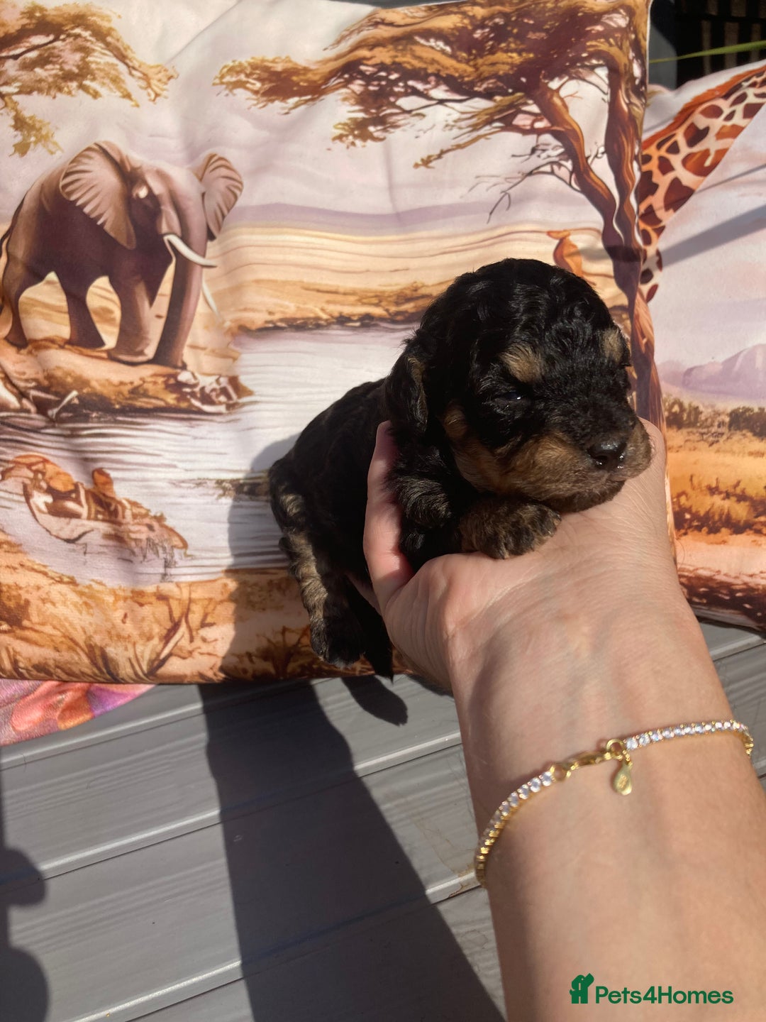 Cavapoo dogs for sale: Female Health tested Phantom Toy cavapoo  - Image 13