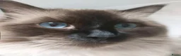 Ragdoll cats for sale: BSH Ragdoll mix in Luton - Advert 5