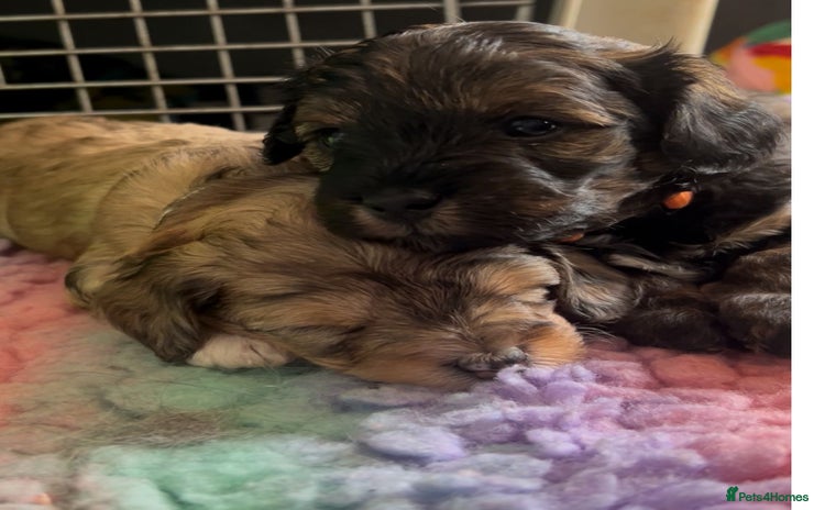 Mixed Breed dogs - Advert 2