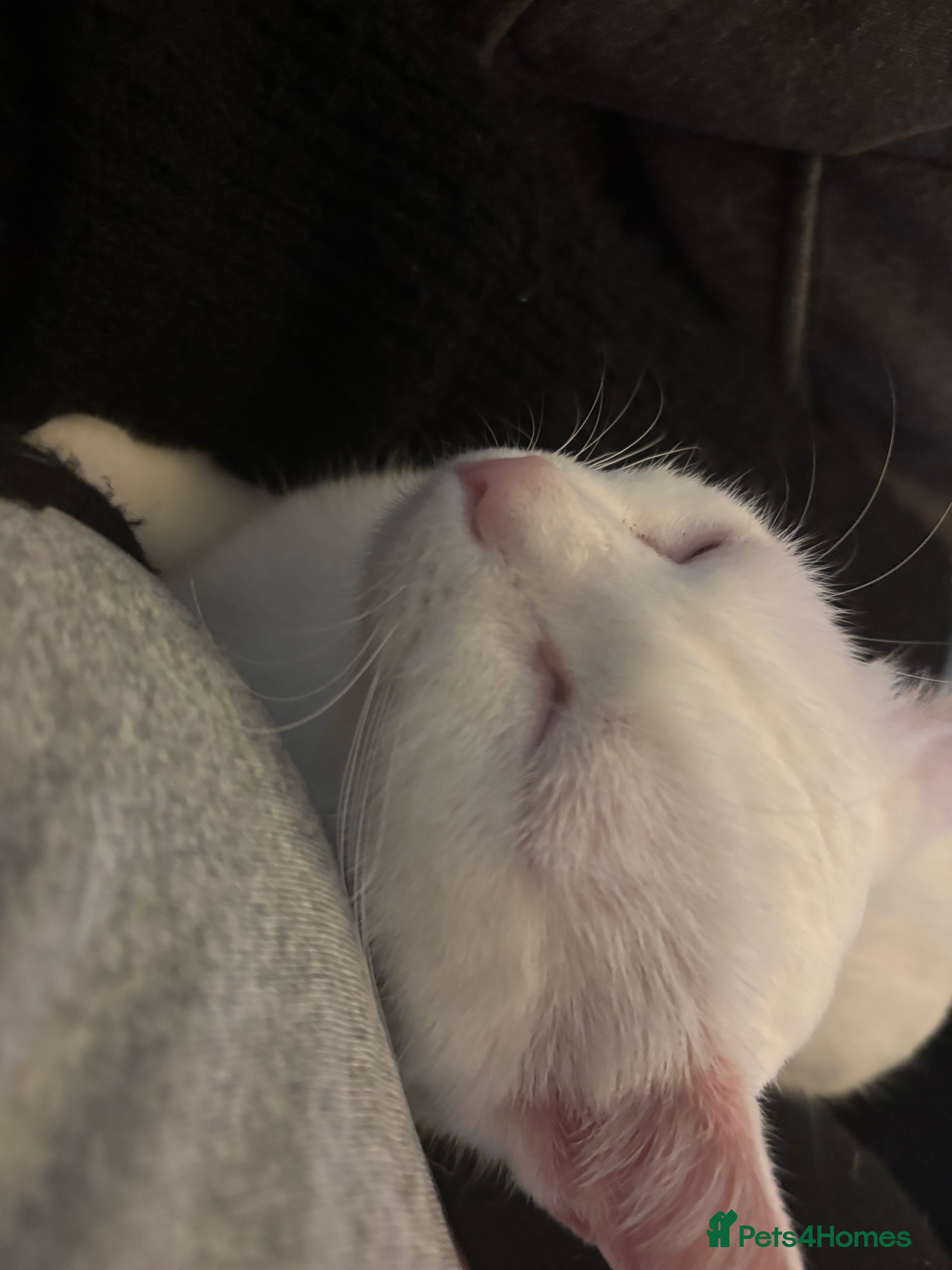 Mixed Breed cats Lovely Indoor cat looking for a loving new home - Advert 21