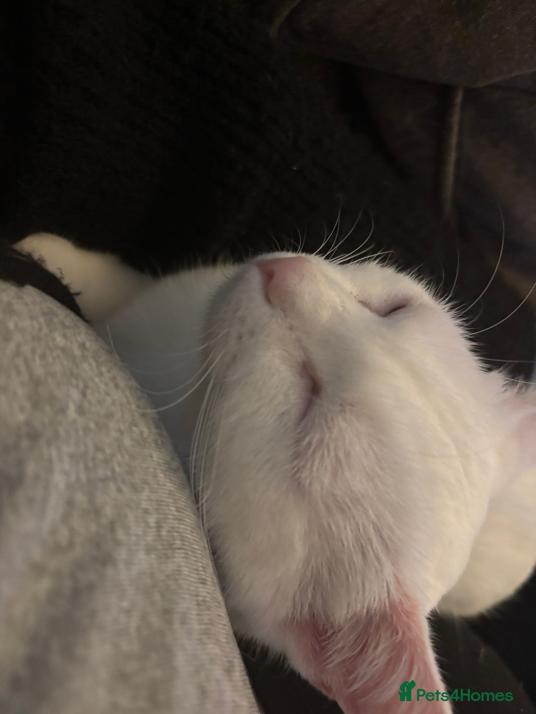 Mixed Breed cats for sale: Lovely Indoor cat looking for a loving new home - Advert 1