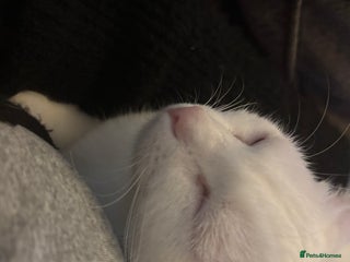 Mixed Breed cats Lovely Indoor cat looking for a loving new home - Advert 1