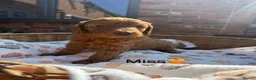 Mini Goldendoodle dogs for sale: Outstanding Goldendoodle puppies  in Whitchurch - Advert 15