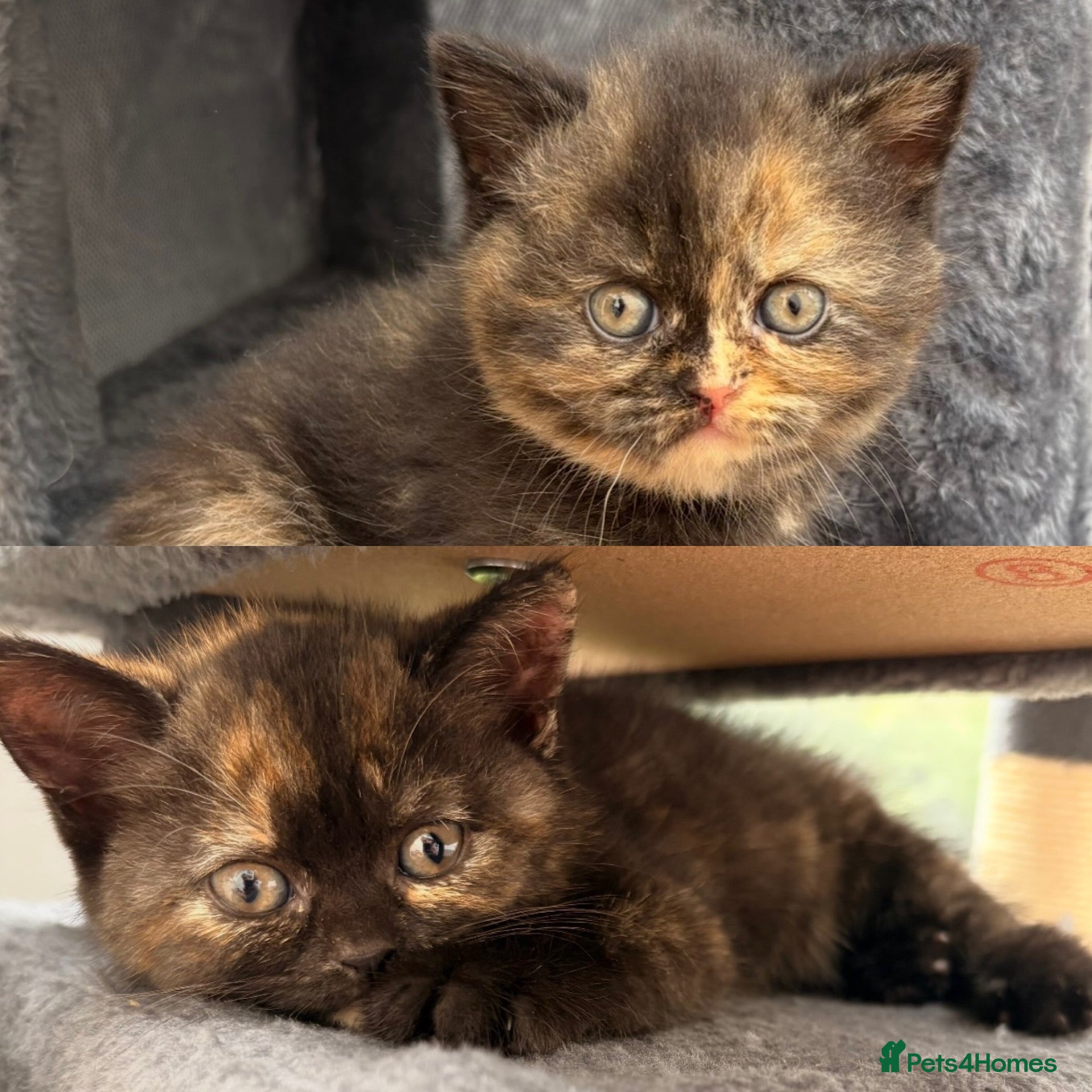 British Shorthair cats 2 BSH GIRLS - gccf reg - £700 for both together   - Advert 3