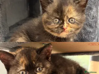 British Shorthair cats 2 BSH GIRLS - gccf reg - £700 for both together - Advert 3