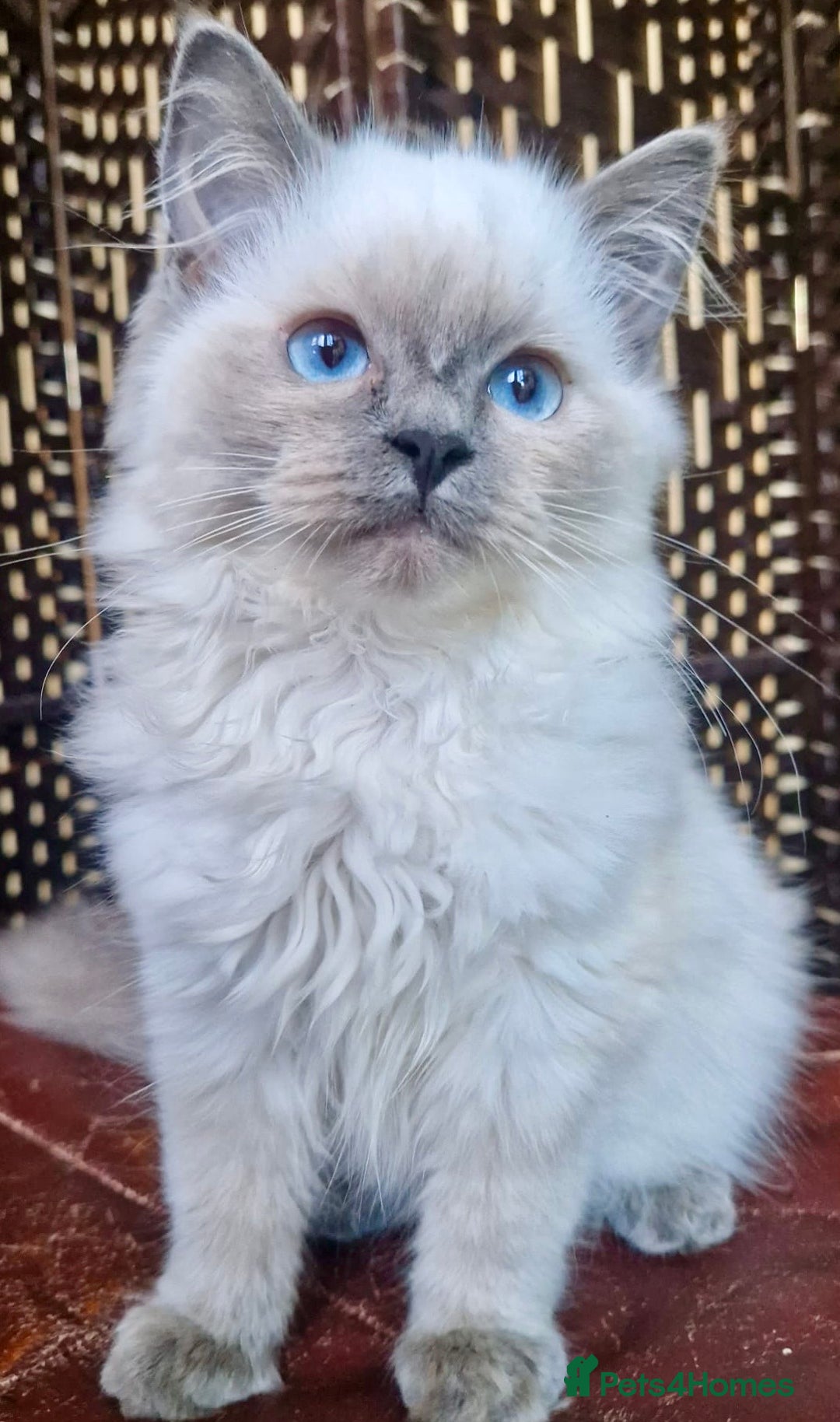 Ragdoll cats for sale: A Unique Ragdoll Kitten Waiting for a Loving home  - Image 15