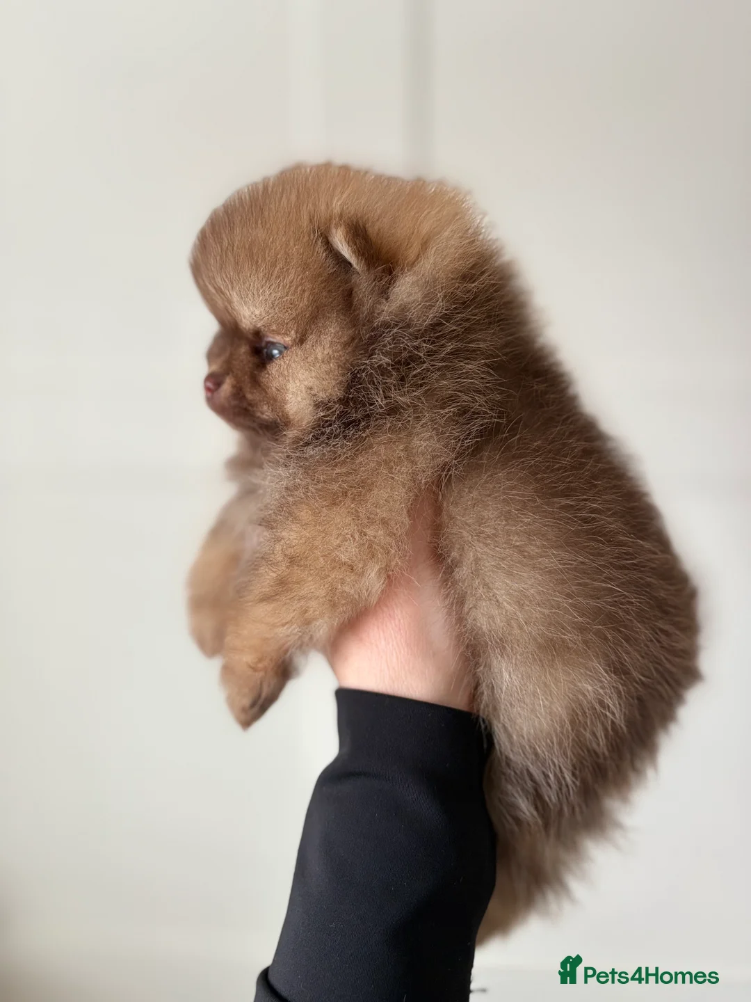 Pomeranian dogs for sale: True type Pomeranian puppy’s KC 🐾🤎🥰🤩🐾 - Advert 12
