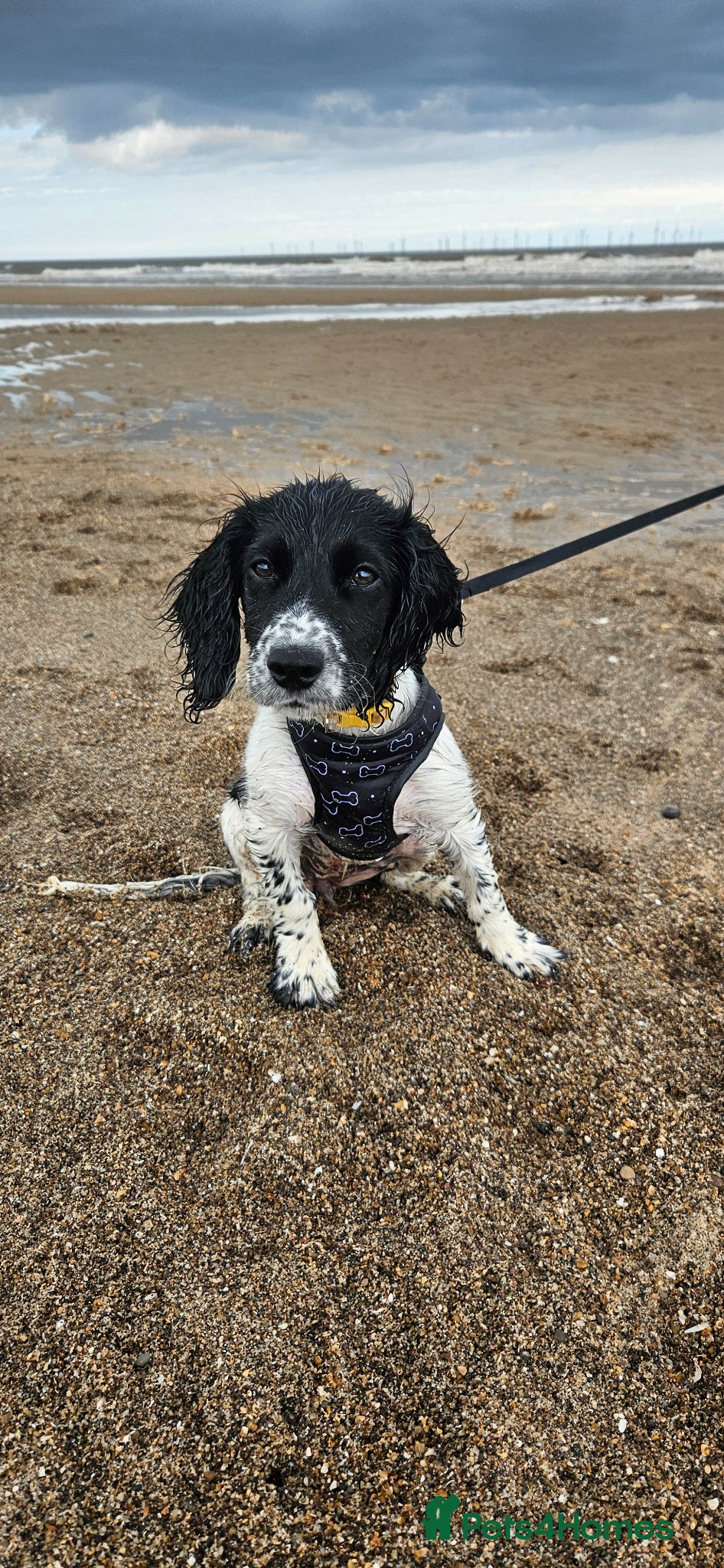 Sprocker dogs for sale: Sprocker puppy - Advert 4