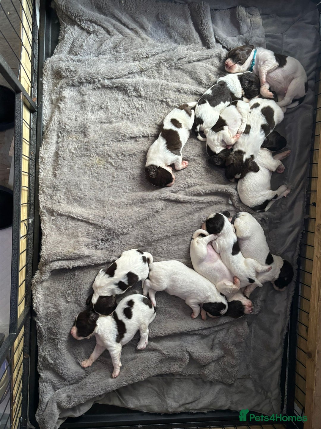 English Springer Spaniel dogs for sale: English springer spaniel pups - Image 3