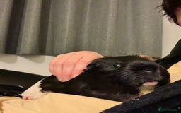 Guinea Pig rodents for sale: Amos and Arthur - Image 6