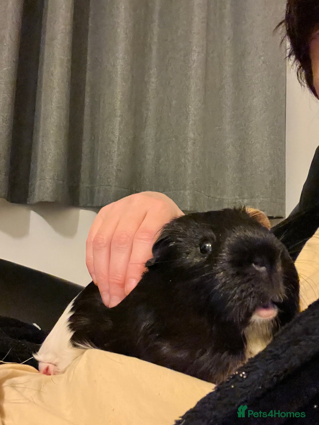 Guinea Pig rodents for sale: Amos and Arthur - Image 6
