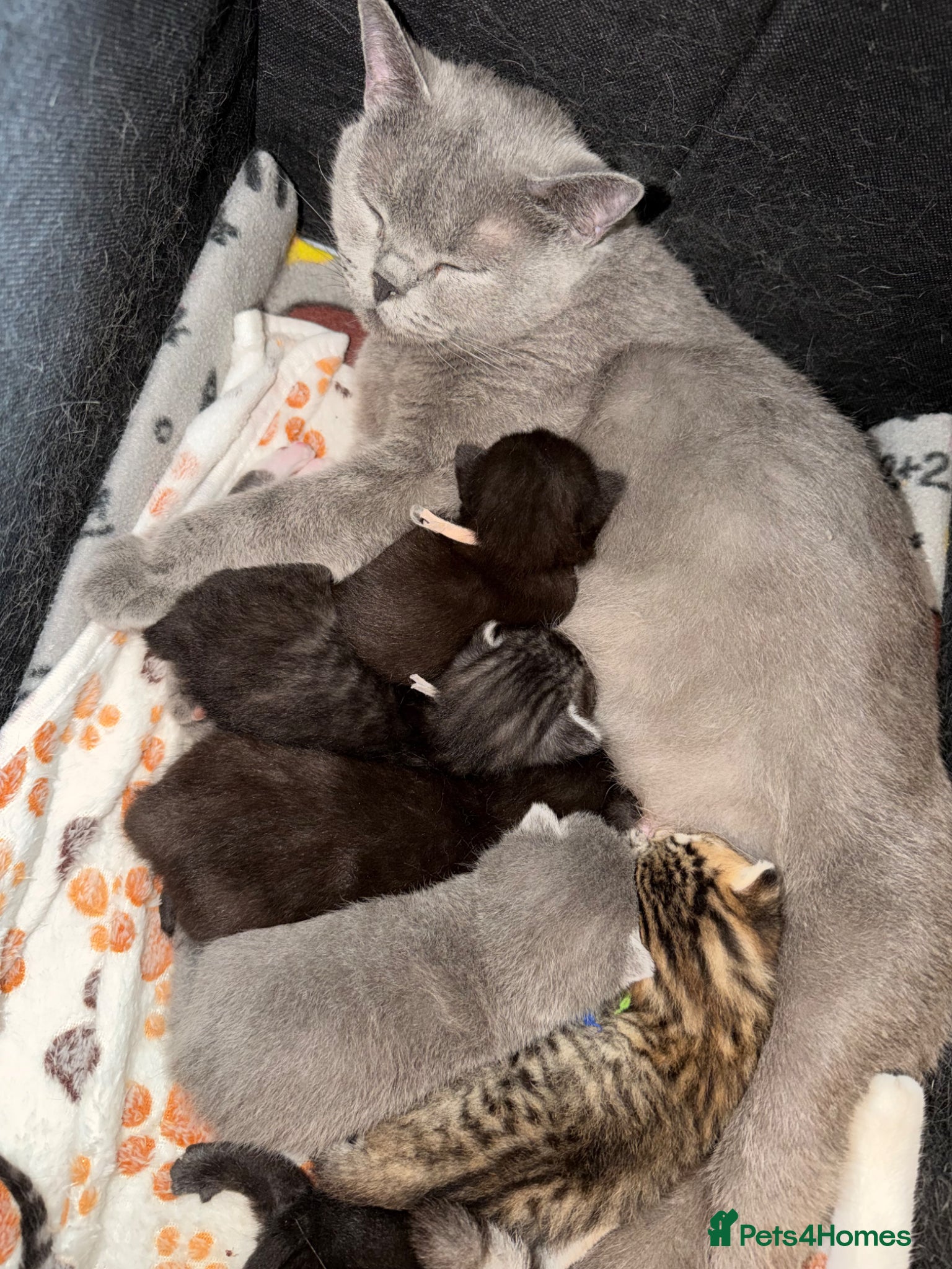 British Shorthair cats Pedigree British Shorthair Kittens – Ready May - Advert 1