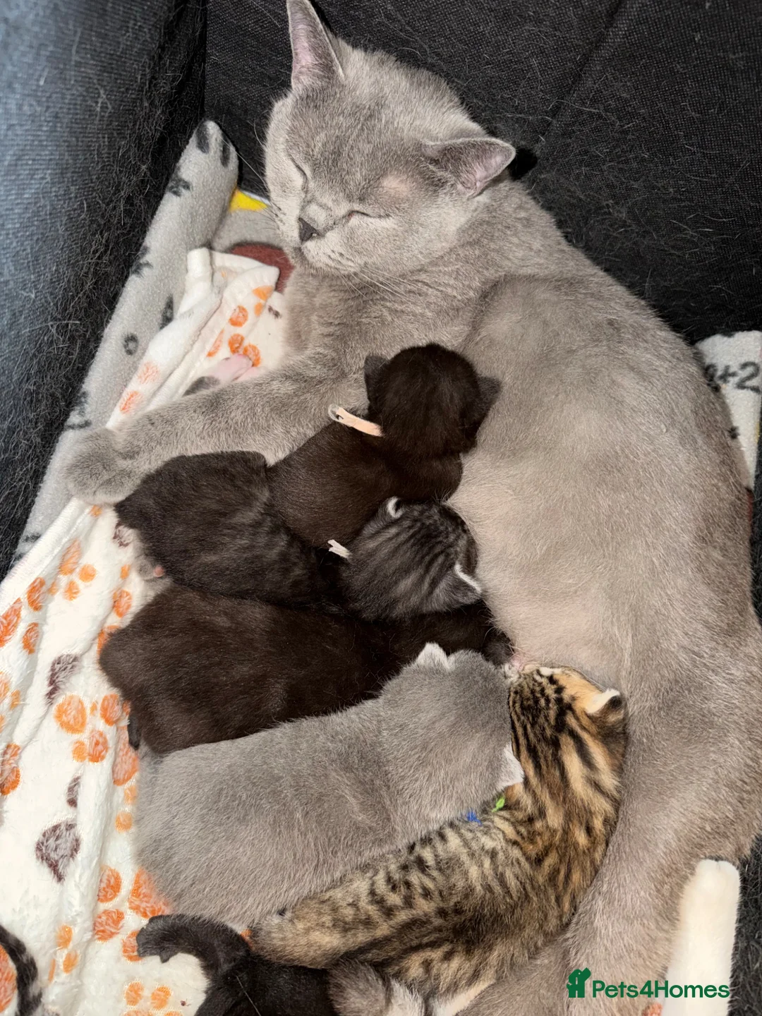 British Shorthair cats for sale: Pedigree British Shorthair Kittens – Ready May - Advert 1
