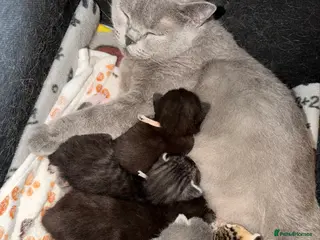 British Shorthair cats for sale: Pedigree British Shorthair Kittens – Ready May - Advert 1
