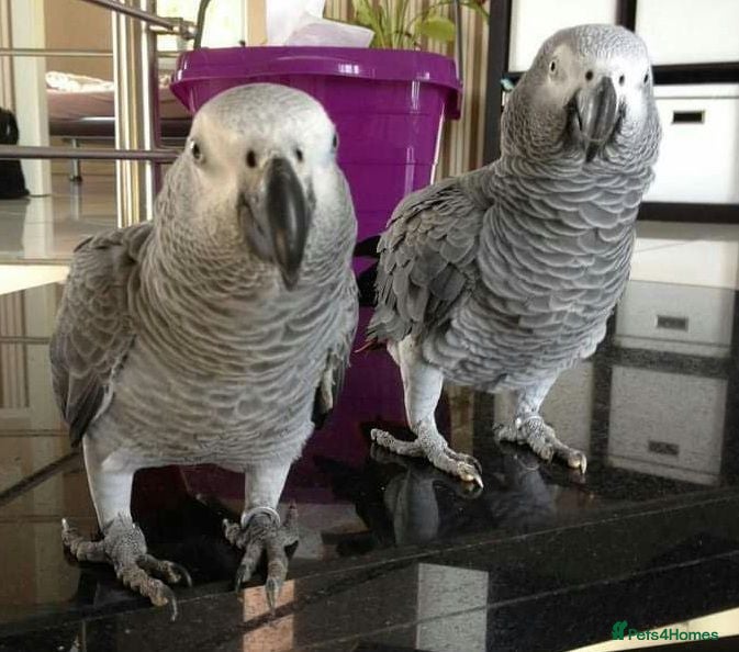 Parrots birds Hand-Raised Congo African Grey Parrots for Sale - Advert 10