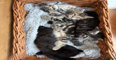 Maine Coon cats - Advert 9