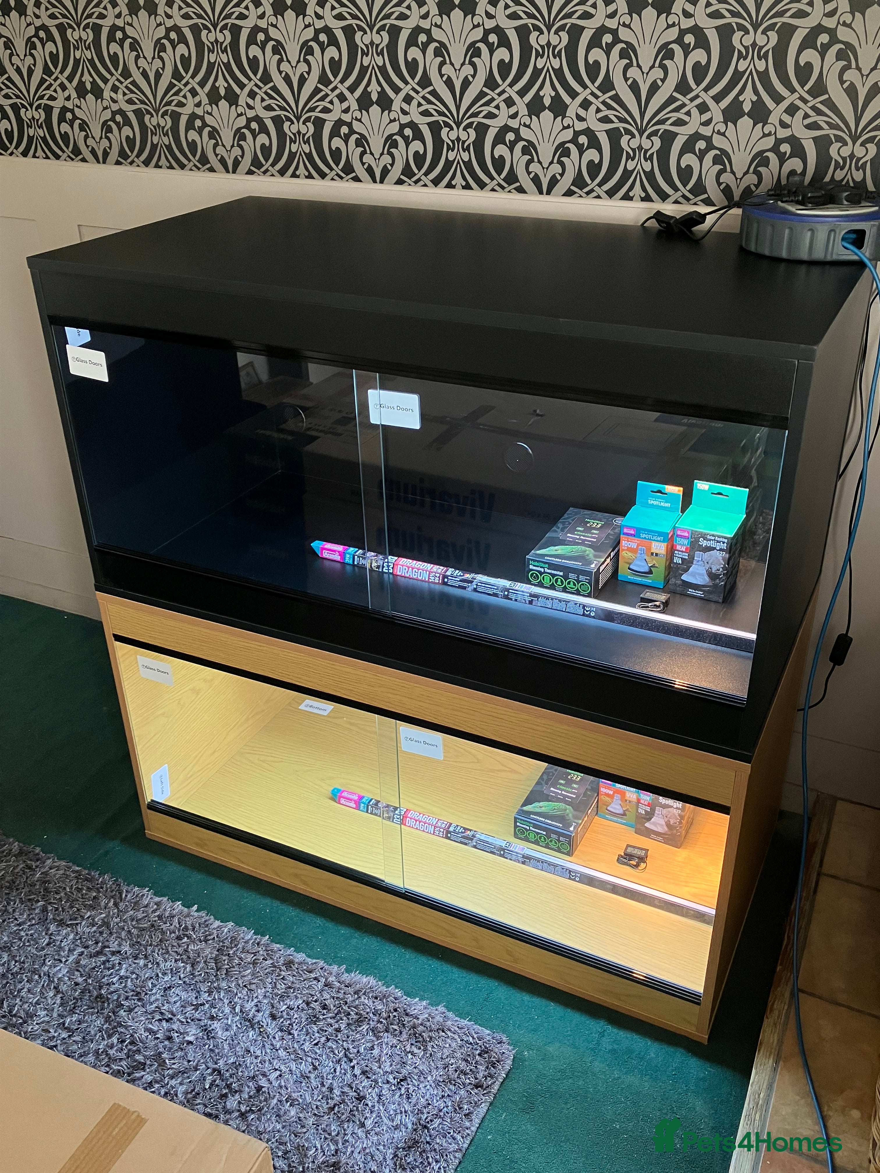 Bearded Dragon reptiles Bearded Dragon + New Vivarium Setup kit - Advert 10