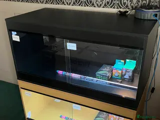 Bearded Dragon reptiles Bearded Dragon + New Vivarium Setup kit - Advert 8