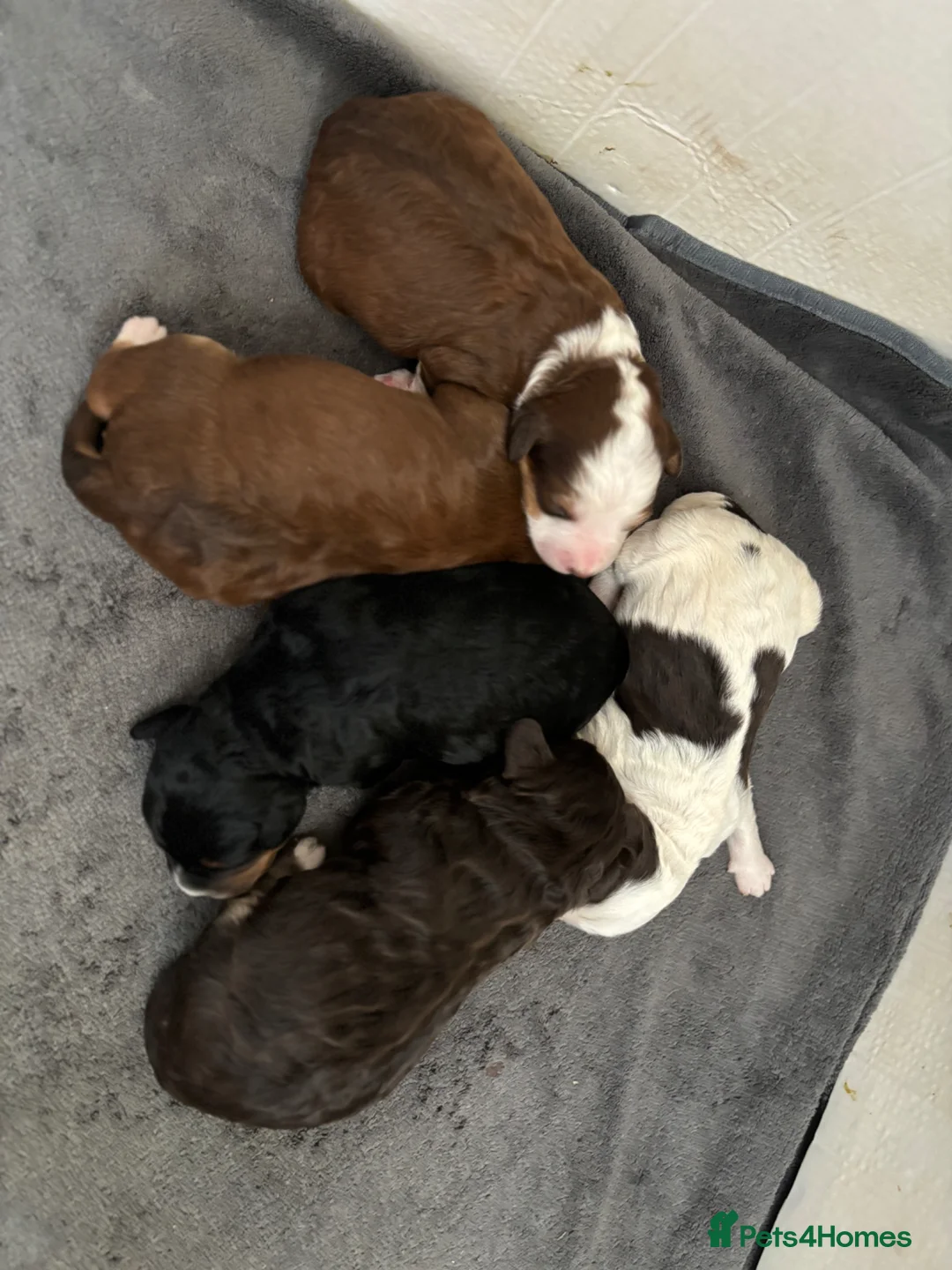 Mixed Breed dogs for sale: Mini Bernedoodle Litter 💙💕  - Advert 2