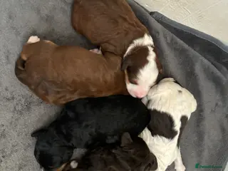 Mixed Breed dogs Mini Bernedoodle Litter 💙💕 - Advert 3