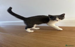 British Shorthair cats for sale: British shorthair blue and white, 4 months old  - Image 15