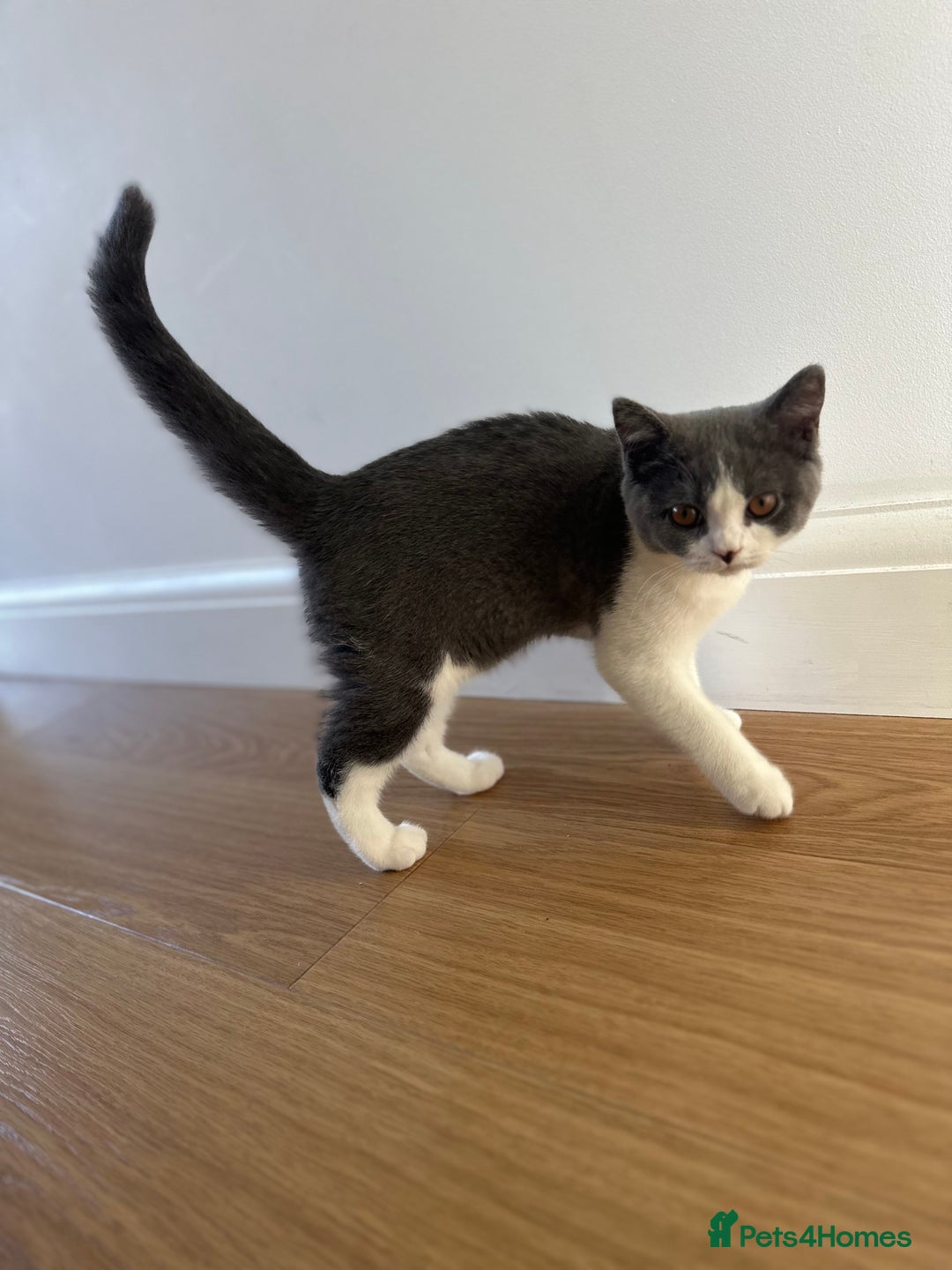British Shorthair cats for sale: British shorthair blue and white, 4 months old  - Image 15