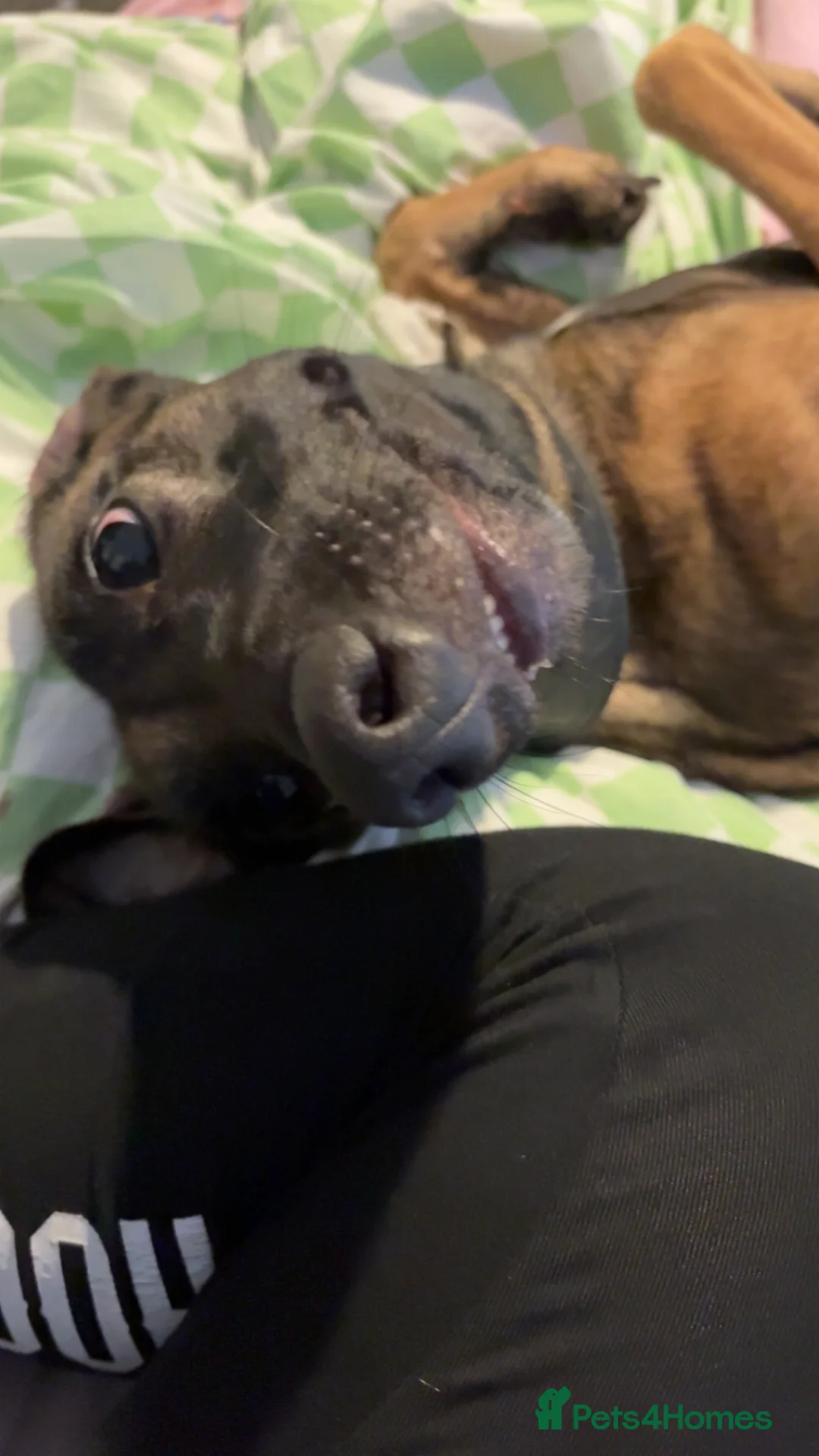 Belgian Shepherd Dog dogs for sale: For sale in Weston-super-Mare - Advert 2