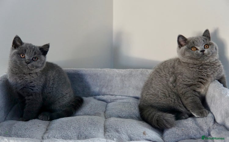 British Shorthair cats [Ready Now] GCCF Blue British shorthair boys - Advert 1