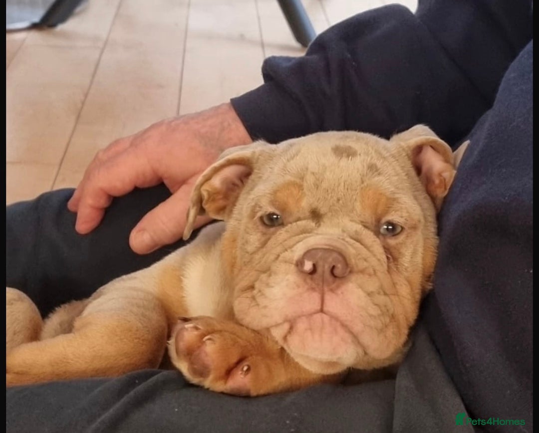 English Bulldog dogs for sale: 14 Week Old Male Lilac Merle English Bulldog - Advert 1