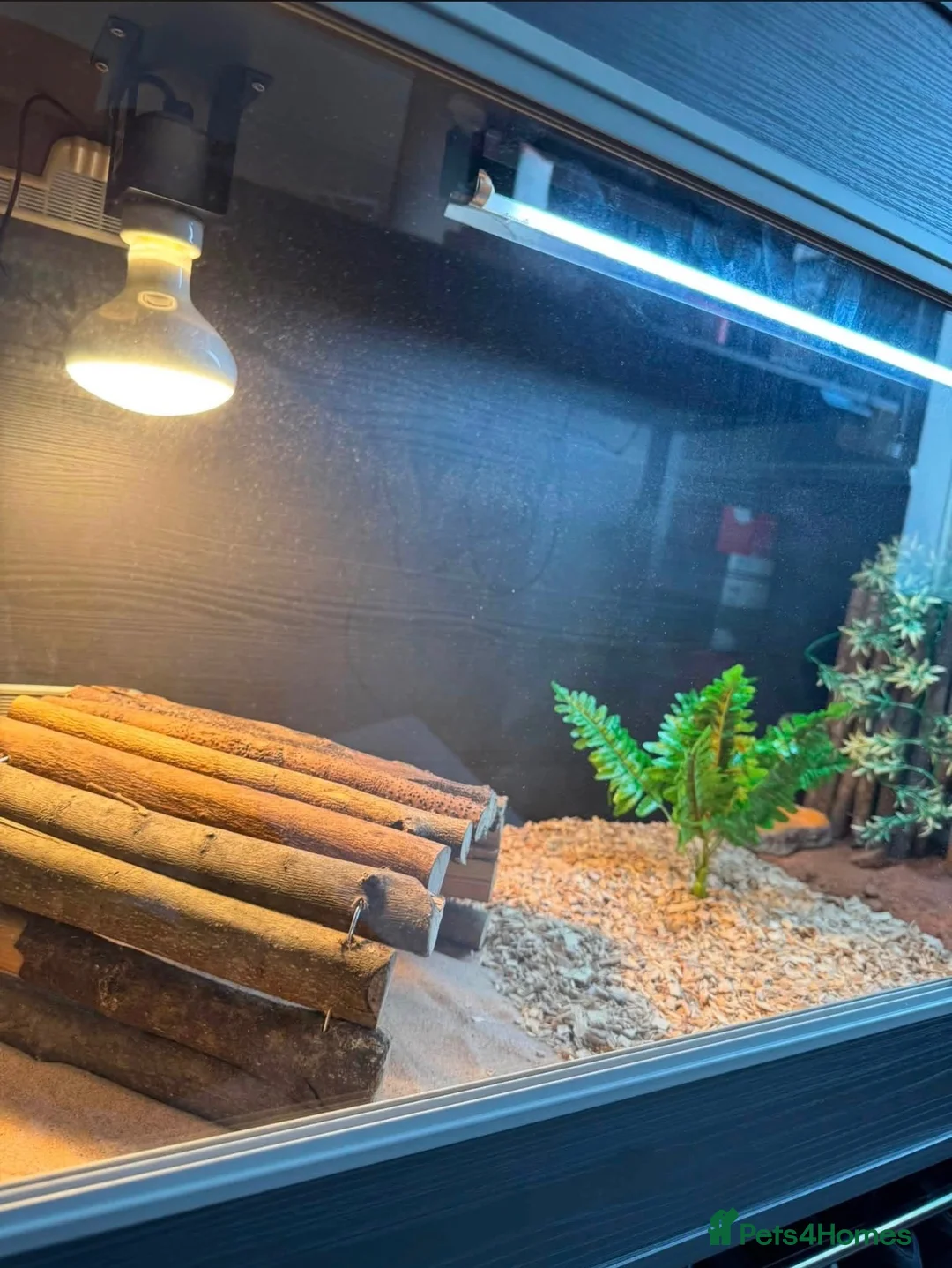 Bearded Dragon reptiles for sale: Bearded Dragon (Female) in Wallsend - Advert 4