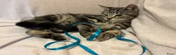Mixed Breed cats for sale: Gorgeous kitten looking for a loving home  - Advert 2