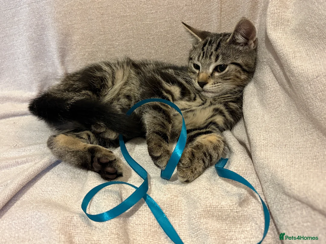 Mixed Breed cats for sale: Gorgeous kitten looking for a loving home  - Advert 2