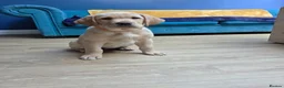 Labrador Retriever dogs for sale: Gorgeous Golden Labrador Girl, KC bloodline - Advert 11