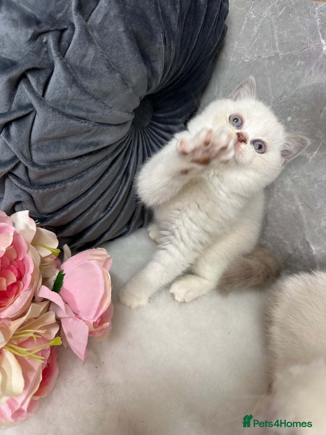 British Shorthair cats for sale: Blue/Lilac/Bicolour & Tortie Full Pedigree Reg BSH - Image 7