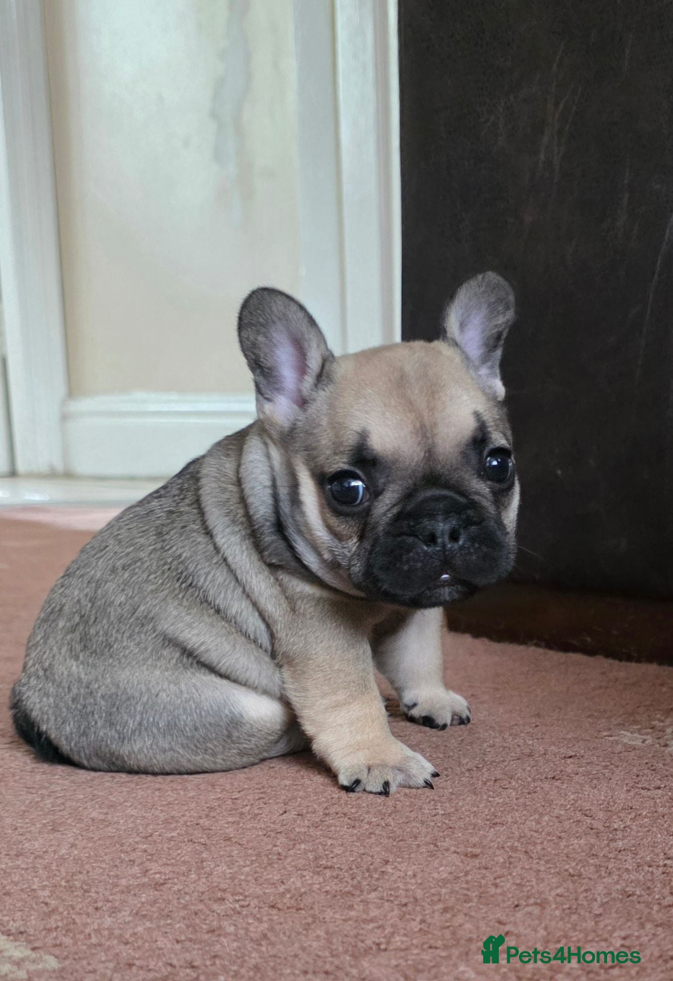 French Bulldog dogs 2 Beautiful KC registered girls - Advert 1