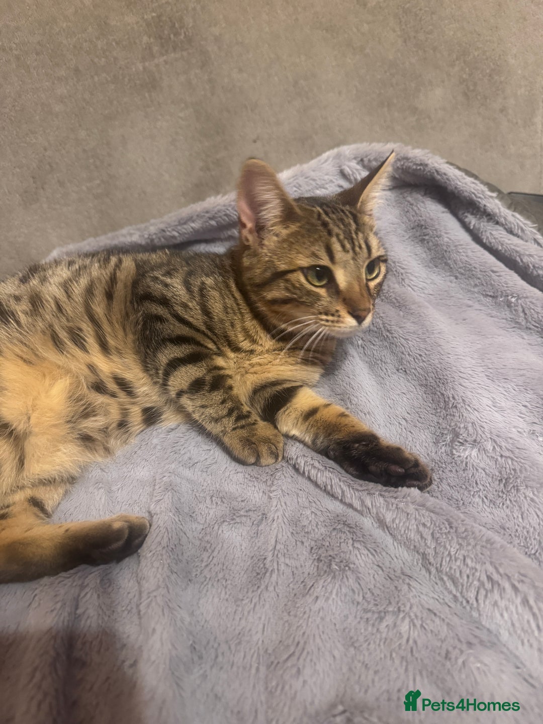 Bengal cats for sale: Female Bengal cat - Advert 6