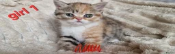 Exotic cats for sale: 4 beautiful exotic x kittens - Advert 21
