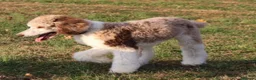 Bordoodle dogs for sale: Bordoodle boys and girls  - Advert 20