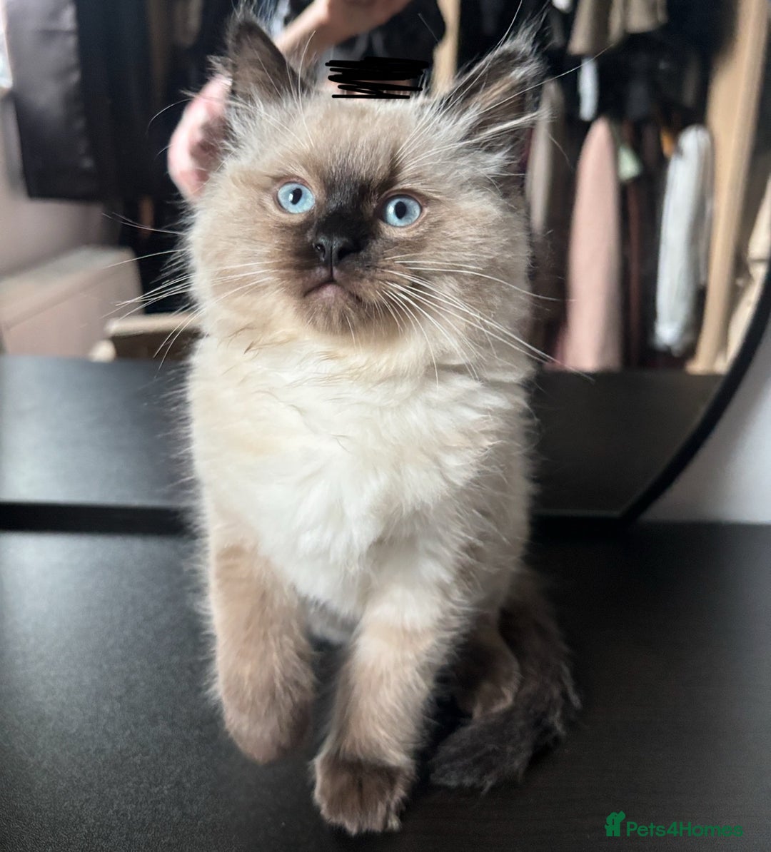 Ragdoll cats for sale: Male Ragdoll kitten  - Advert 5