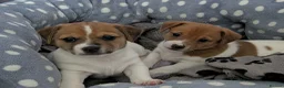 Jack Russell dogs for sale: Two jack russell boys - Advert 2