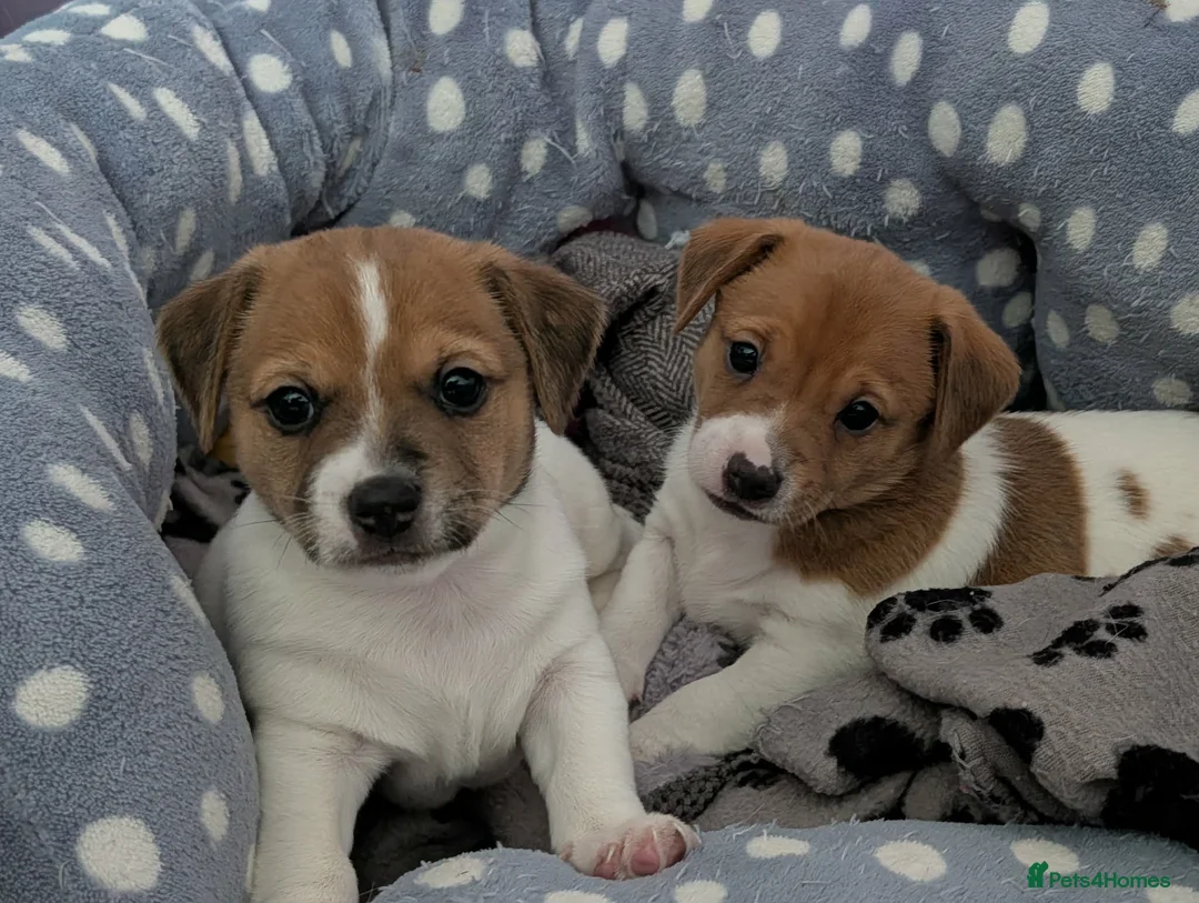 Jack Russell dogs for sale: Two jack russell boys - Advert 2