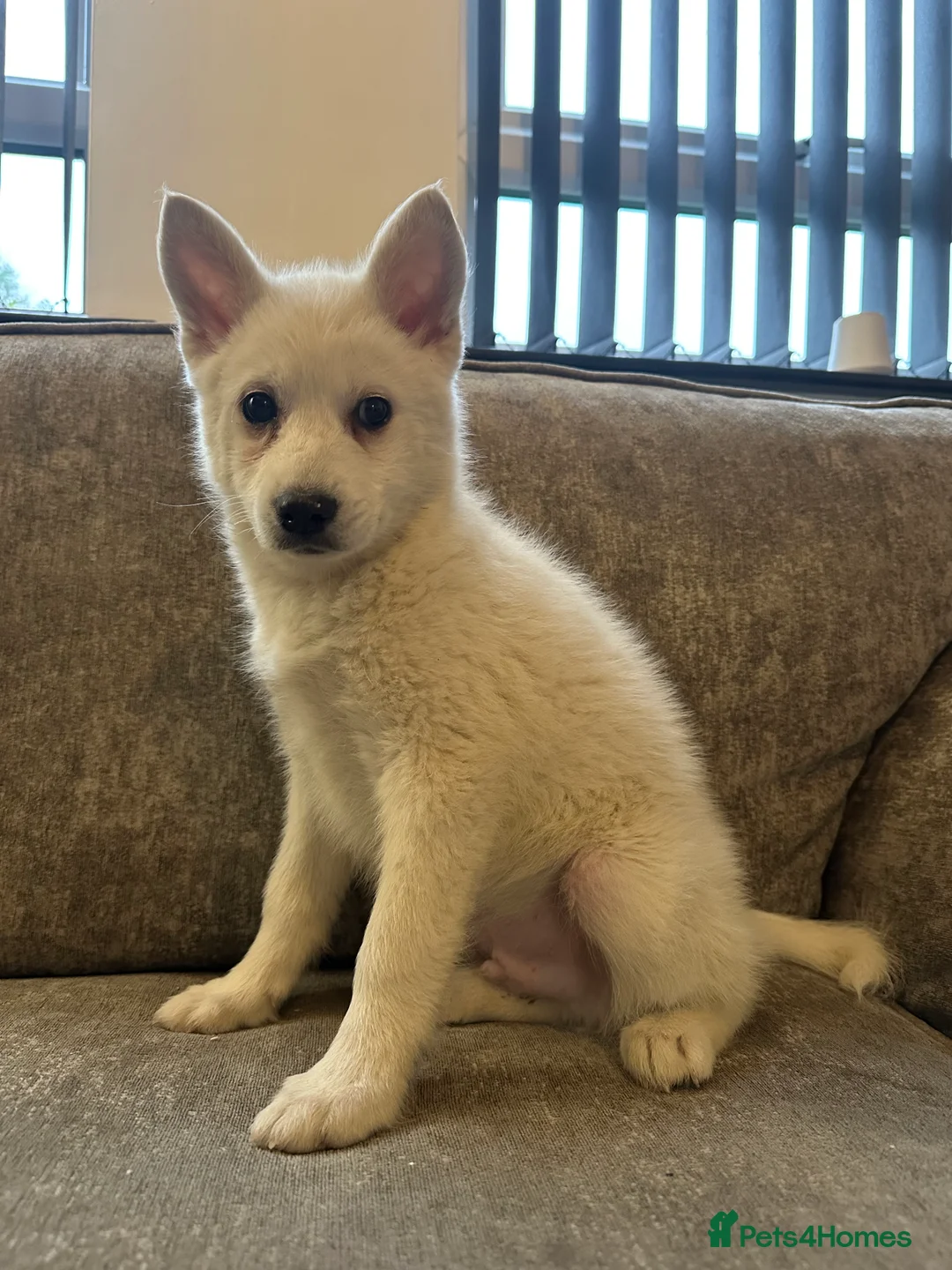 Pomsky dogs for sale: Beautiful pure whites boys - Advert 3
