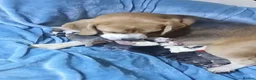 English Bulldog dogs for sale: Sad beginning to a beautiful ending - Advert 17