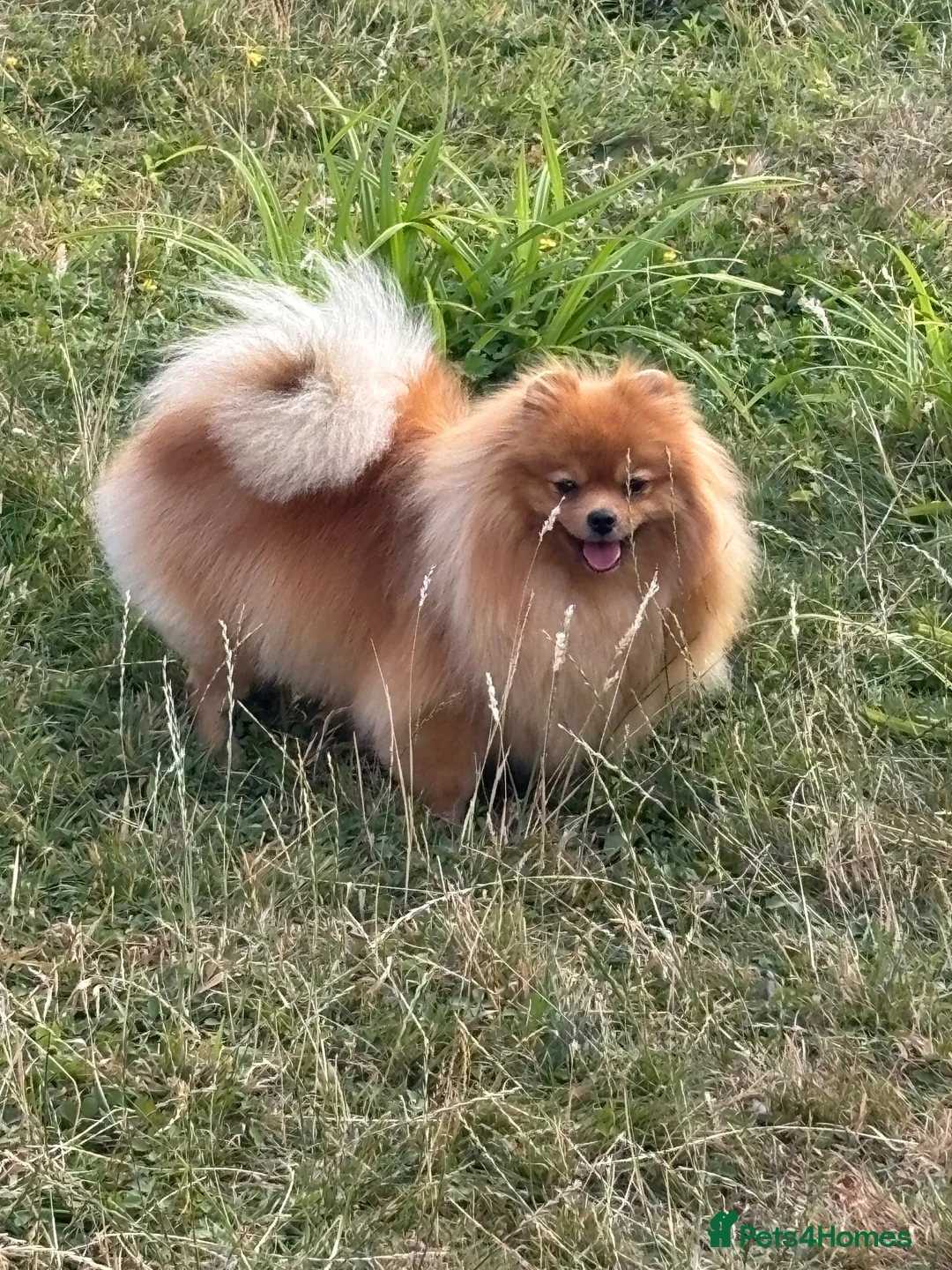 Pomeranian dogs for sale: Beautiful orange Pom girl for sale  - Advert 2