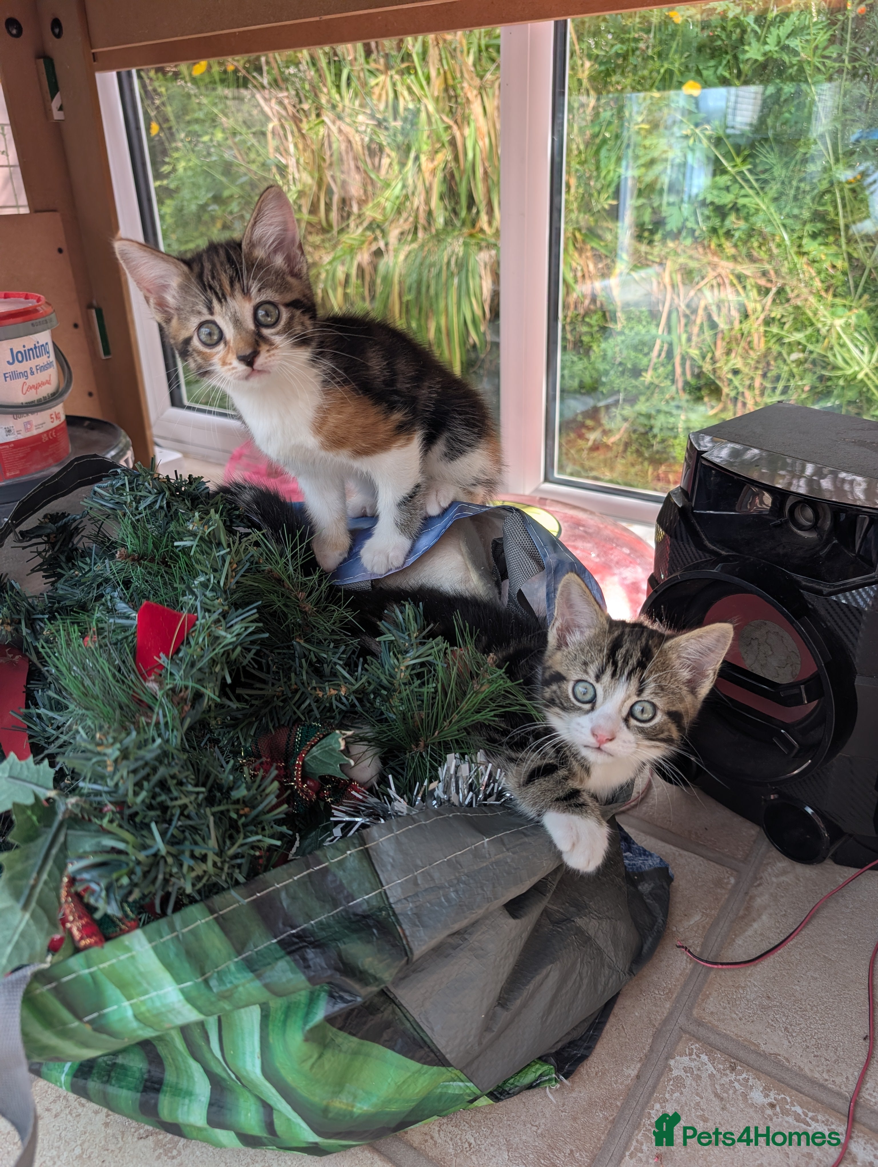 Mixed Breed cats Three kittens looking for new home - Advert 8