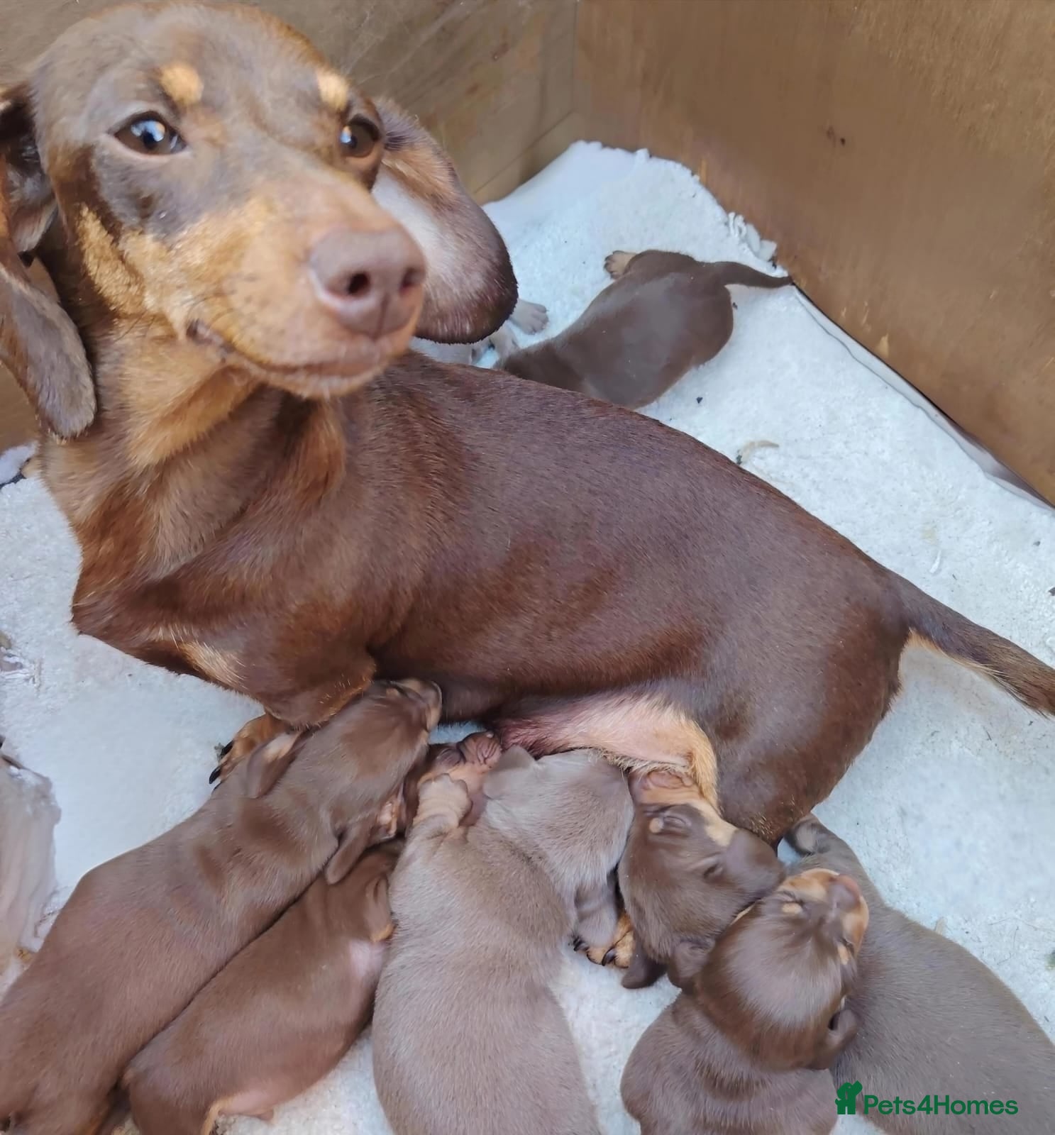 Dachshund dogs Pra Clear Minature Daushaund Puppies  - Advert 2